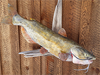 Reproduction Fish Mount